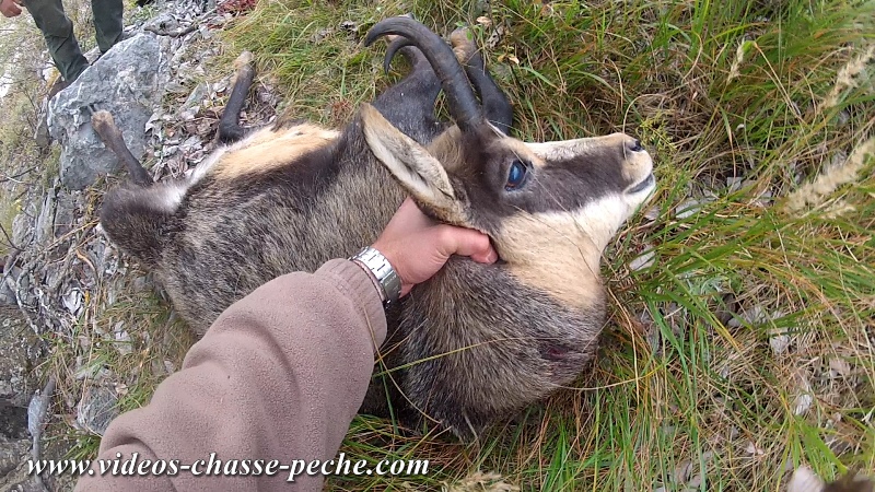 chamois  l'approche